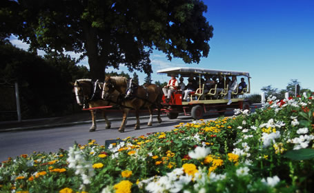 Mackinac Island Carriage Tours